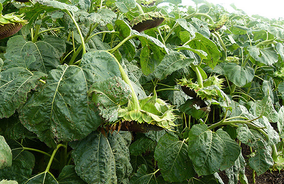 Trichoderma harzianum para controlar Plasmopara halstedii en girasol